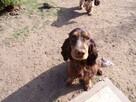 Dorosła suczka Cocker spaniel - Liver Roan - 3