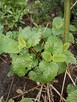 Hibiskus, hortensja, trzmielina i inne rośliny - 13