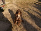 Dorosła suczka Cocker spaniel - Liver Roan - 6