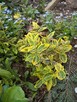 Hibiskus, hortensja, trzmielina i inne rośliny - 6