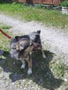 Bardzo kochany pie szuka domu. - 3