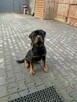 Oddam SUPER rottweilera - JIMMY - 1