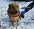 Piękna, młoda i bardzo kochana suczka szuka domu. - 3
