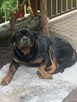 Oddam SUPER rottweilera - JIMMY - 8