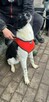 Pies w typie Border Collie szuka domu - 2