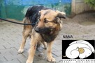 Nana szuka domu - 3