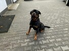 Oddam SUPER rottweilera - JIMMY - 11