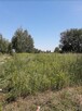 Na sprzedaż działka budowlana – 2261 m², Radzymin. - 5