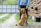 Bardzo piękny i łagodny pies szuka domku. - 4