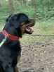 Oddam SUPER rottweilera - JIMMY - 2