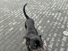 Oddam SUPER rottweilera - JIMMY - 10