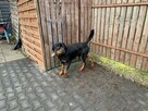 Oddam SUPER rottweilera - JIMMY - 3