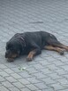 Oddam SUPER rottweilera - JIMMY - 4