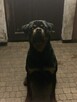 Oddam SUPER rottweilera - JIMMY - 5