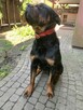 Oddam SUPER rottweilera - JIMMY - 6