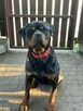 Oddam SUPER rottweilera - JIMMY - 7