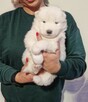 Rasowe szczeniaczki rasy Samoyed - Hodowla Pola Elizejskie - 10