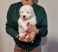 Rasowe szczeniaczki rasy Samoyed - Hodowla Pola Elizejskie - 5