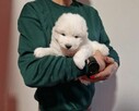 Rasowe szczeniaczki rasy Samoyed - Hodowla Pola Elizejskie - 2