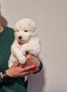 Rasowe szczeniaczki rasy Samoyed - Hodowla Pola Elizejskie - 6