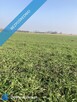 Działka 5 zł/m2 Zachodniopomorskie - 3