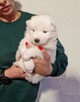 Rasowe szczeniaczki rasy Samoyed - Hodowla Pola Elizejskie - 9