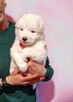 Rasowe szczeniaczki rasy Samoyed - Hodowla Pola Elizejskie - 7