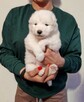 Rasowe szczeniaczki rasy Samoyed - Hodowla Pola Elizejskie - 3