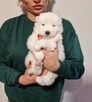 Rasowe szczeniaczki rasy Samoyed - Hodowla Pola Elizejskie - 8