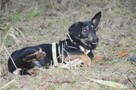 DOROTKA przyjazna mała sunia uratowana - 12