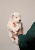 Rasowe szczeniaczki rasy Samoyed - Hodowla Pola Elizejskie - 11