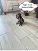 Szczenięta Polski Spaniel Myśliwski miot P - 8