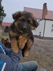 Owczarki Niemieckie - 2