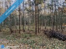 Działka 5200 m2 zalesiona oznaczenie użytku RVI - 4