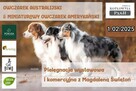 Szkolenie dla groomerów - Cocker Spaniel Angielski - 14