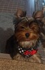 Yorkshire terrier - 2