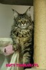 Czarna koteczka Maine Coon, utytułowani i znani rodzice - 5