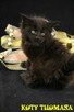 Czarna koteczka Maine Coon, utytułowani i znani rodzice - 2