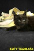 Czarna koteczka Maine Coon, utytułowani i znani rodzice - 4
