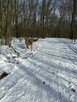 Oddam Psa, w dobre rece - 4
