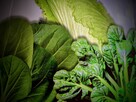 Sałata kapusta egzotyczna Tatsoi Pac choi Mizuna rzymsświata - 9