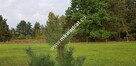 urokliwa działka przy lesie dom 2 -lokalowy - 1