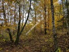 działka zadrzewiona z planem zagospodarowania - 2