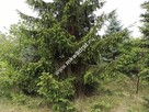 Działka pod mieszkaniówkę lub usługi - 4