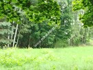 Działka Granica Blisko WKD Nowa Wieś - 2