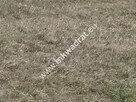 Przepiękna działka w Żelazowej Woli - 2