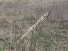 PIĘKNA DZIAŁKA BUDOWLANA W RADZIEJOWICACH - 6