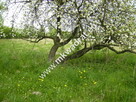 Działka Budy mszczonowskie - 9