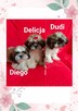 Szczenięta shih-tzu - 2