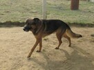 Porzucony, piękny owczarek RASTI szuka domu !! - 3